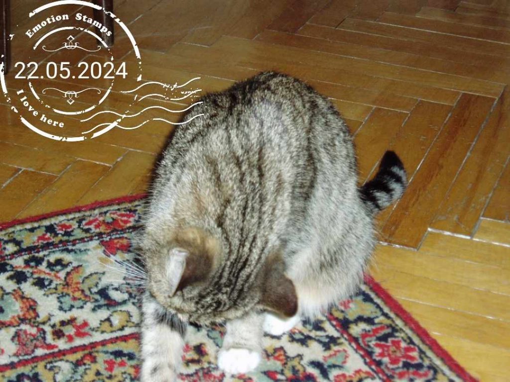 Кошка в квартире до ремонта, 2005, Дневник инвалида Саши