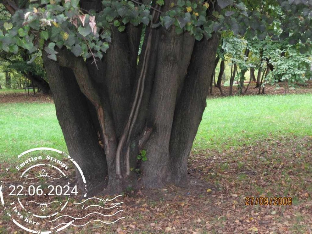 Необычное дерево, 2009, Дневник инвалида Саши