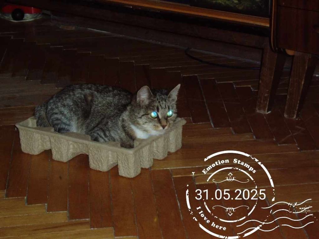 Кошо, 2005, Дневник инвалида Саши