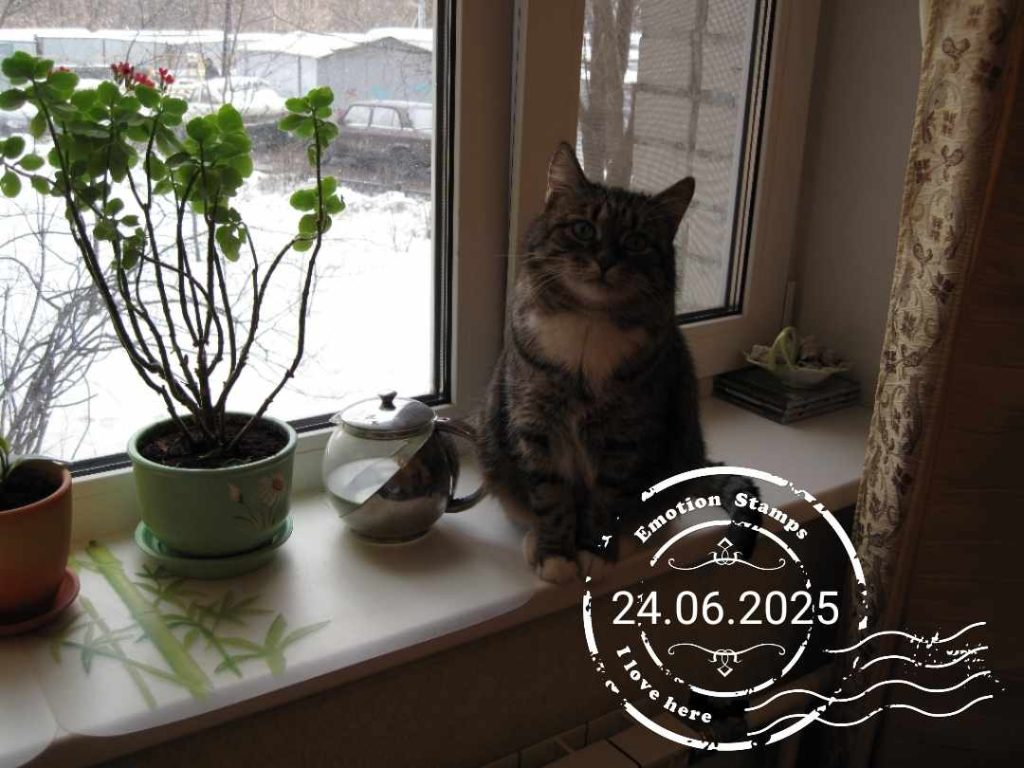 Кошо, 2009, Дневник инвалида Саши