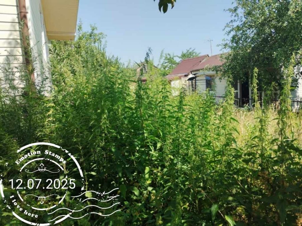 Любимый сад, 2025, Дневник инвалида Саши