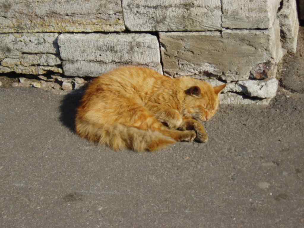 СПБ, 2004, Дневник инвалида Саши