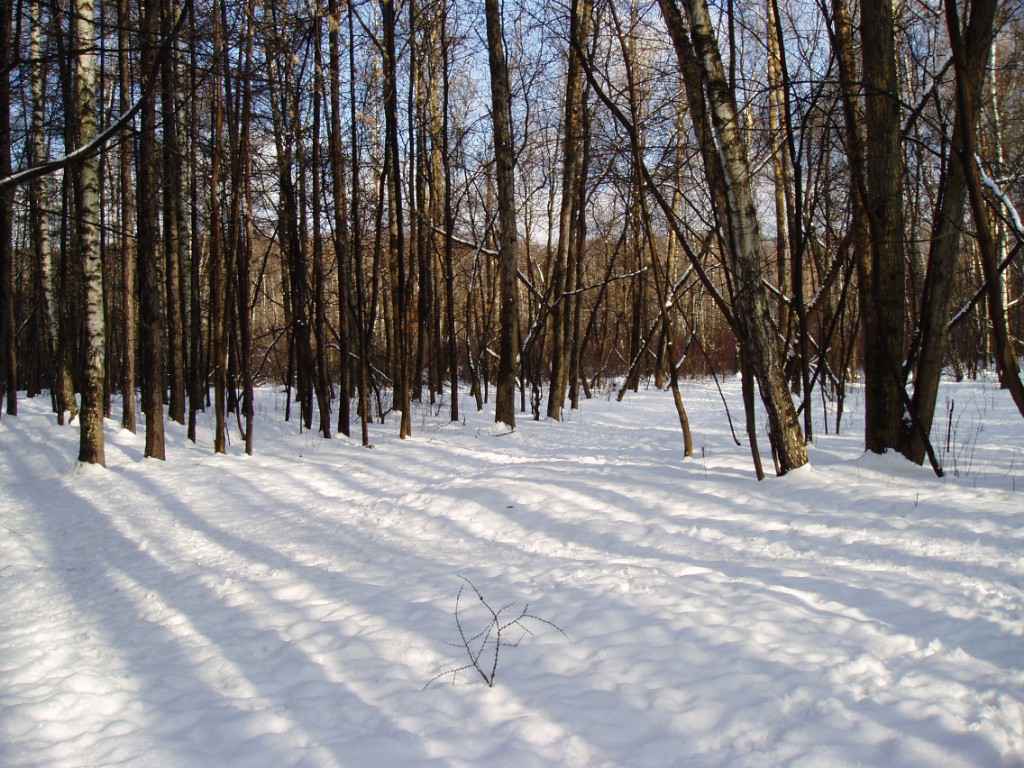 Лес, 2008, Дневник инвалида Саши