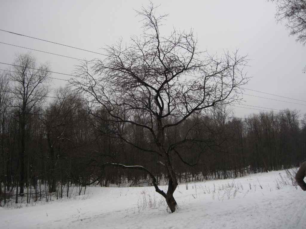 Лес, 2009, Дневник инвалида Саши