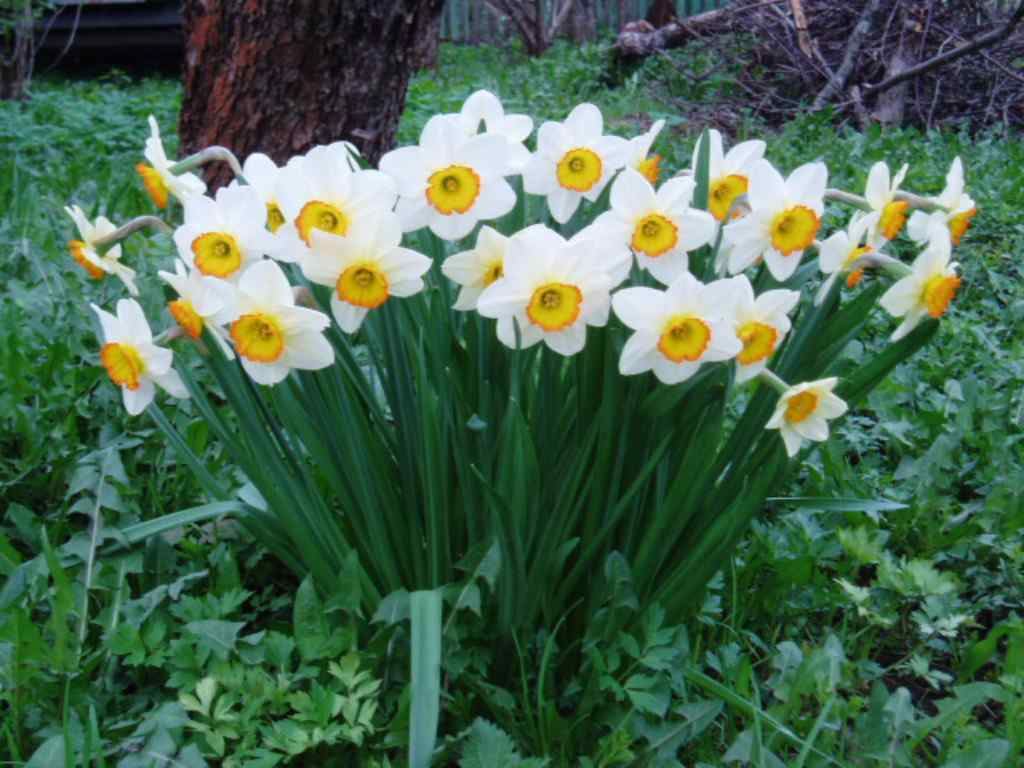 Дача, 2005, Дневник инвалида Саши