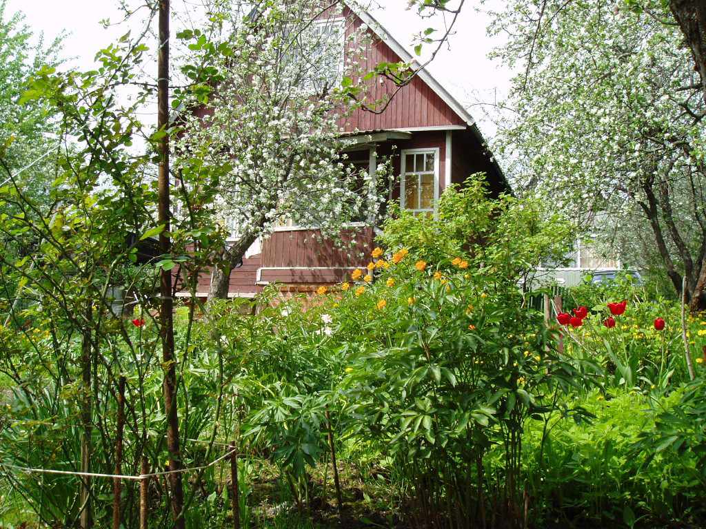 Дача, 2005, Дневник инвалида Саши