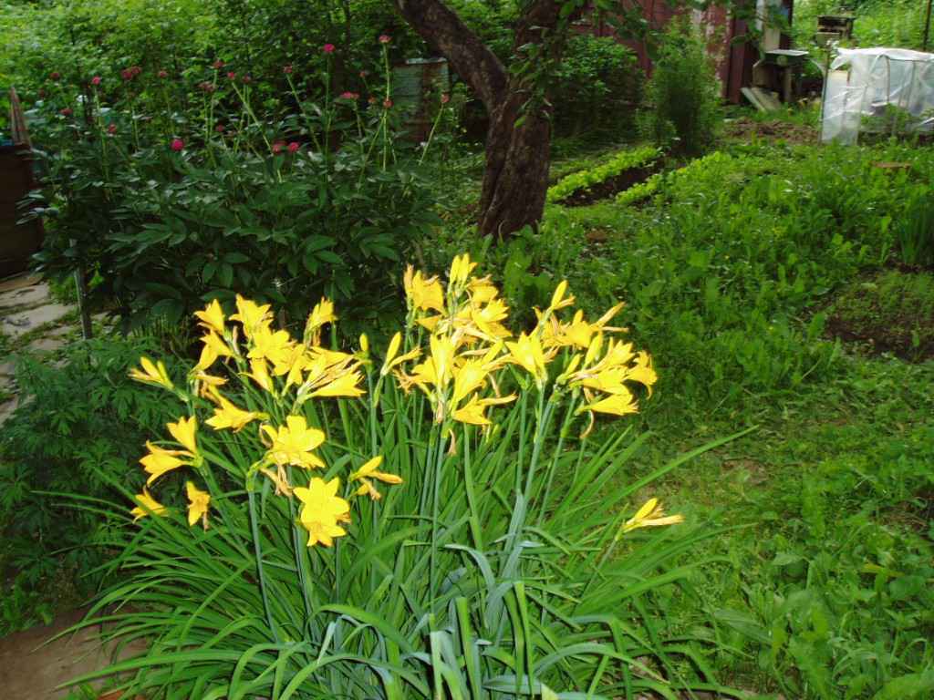 Дача, 2005, Дневник инвалида Саши