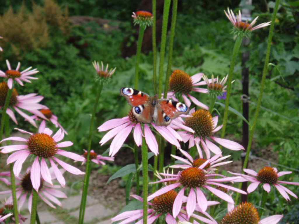 Дача, 2005, Дневник инвалида Саши