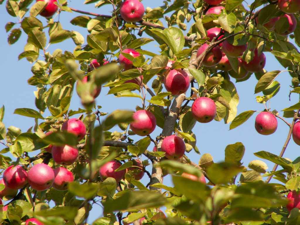 Дача, 2005, Дневник инвалида Саши