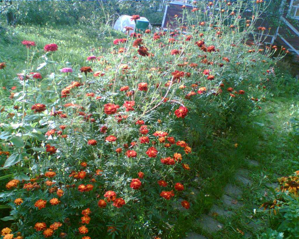 Дача, 2006, Дневник инвалида Саши