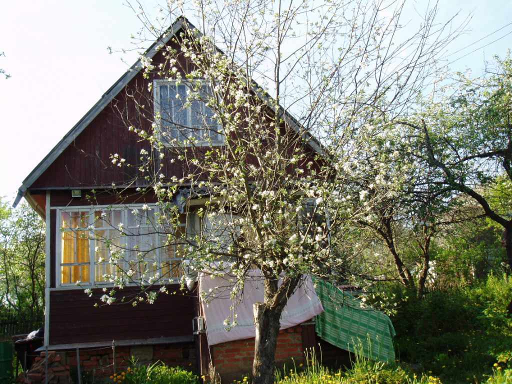 Дача, 2007, Дневник инвалида Саши