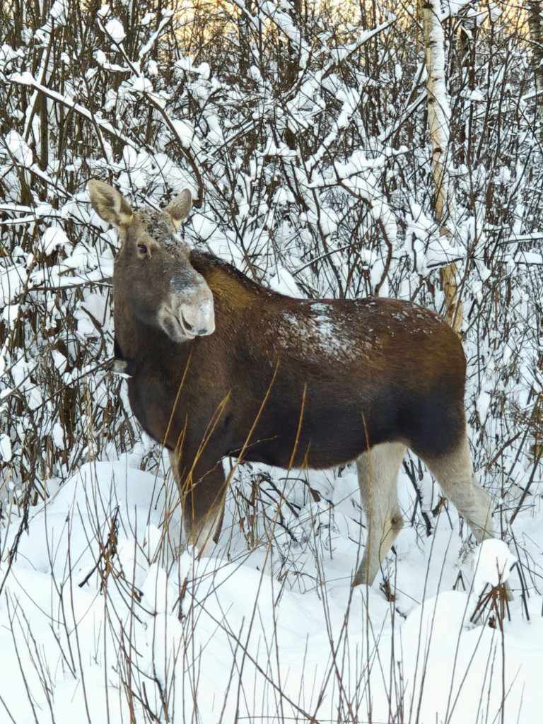 Лосиный остров, 2026, Дневник инвалида Саши