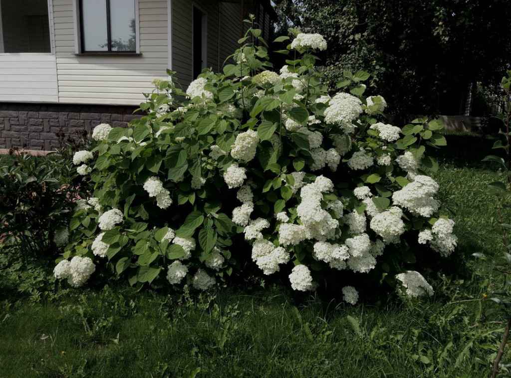 Дача, 2017, Дневник инвалида Саши