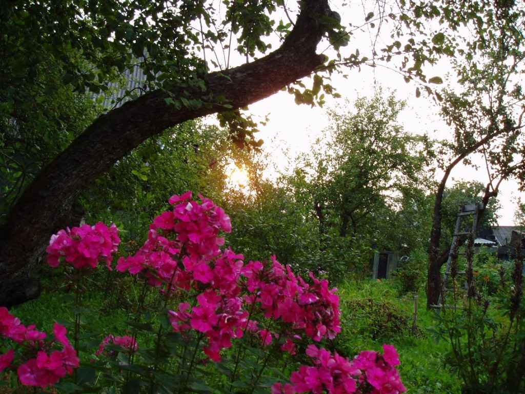 Дача, 2008, Дневник инвалида Саши