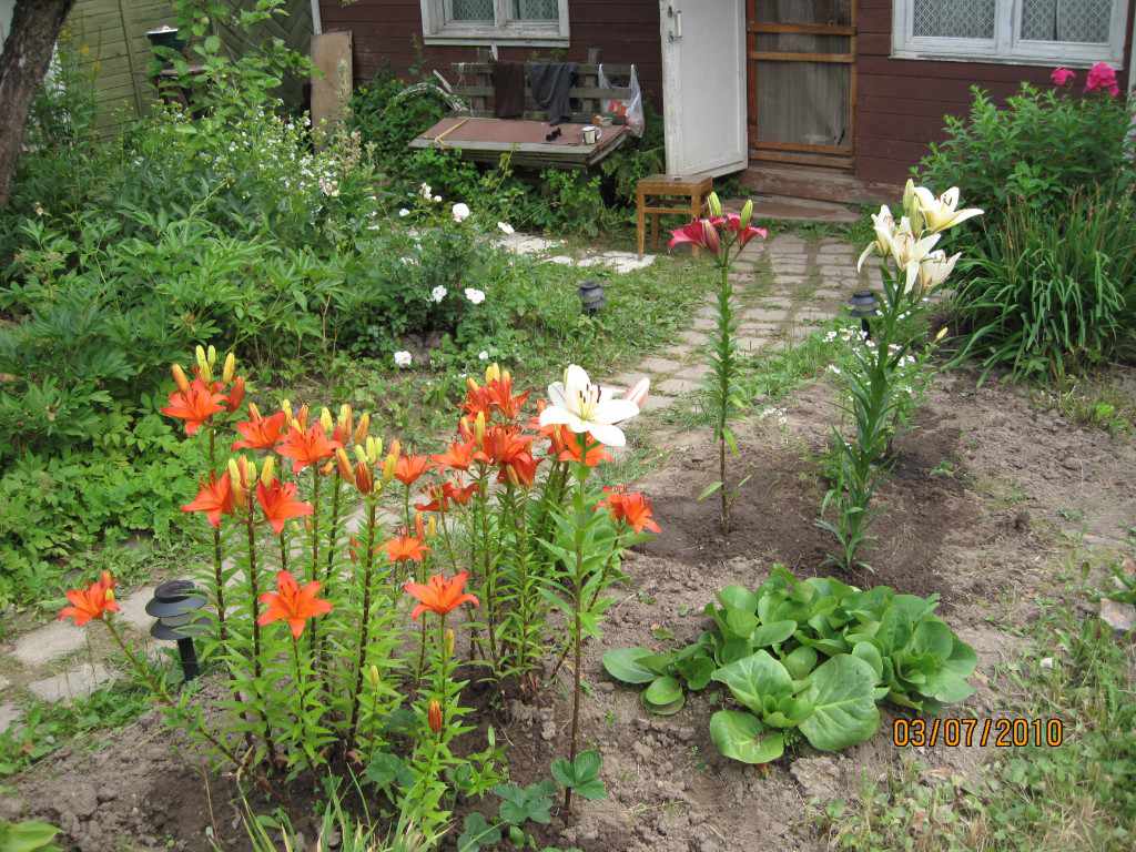 Дача, 2010, Дневник инвалида Саши