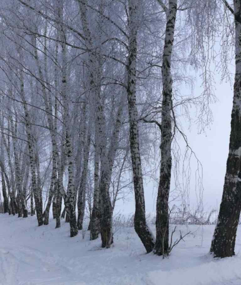 Дача, 2018, Дневник инвалида Саши