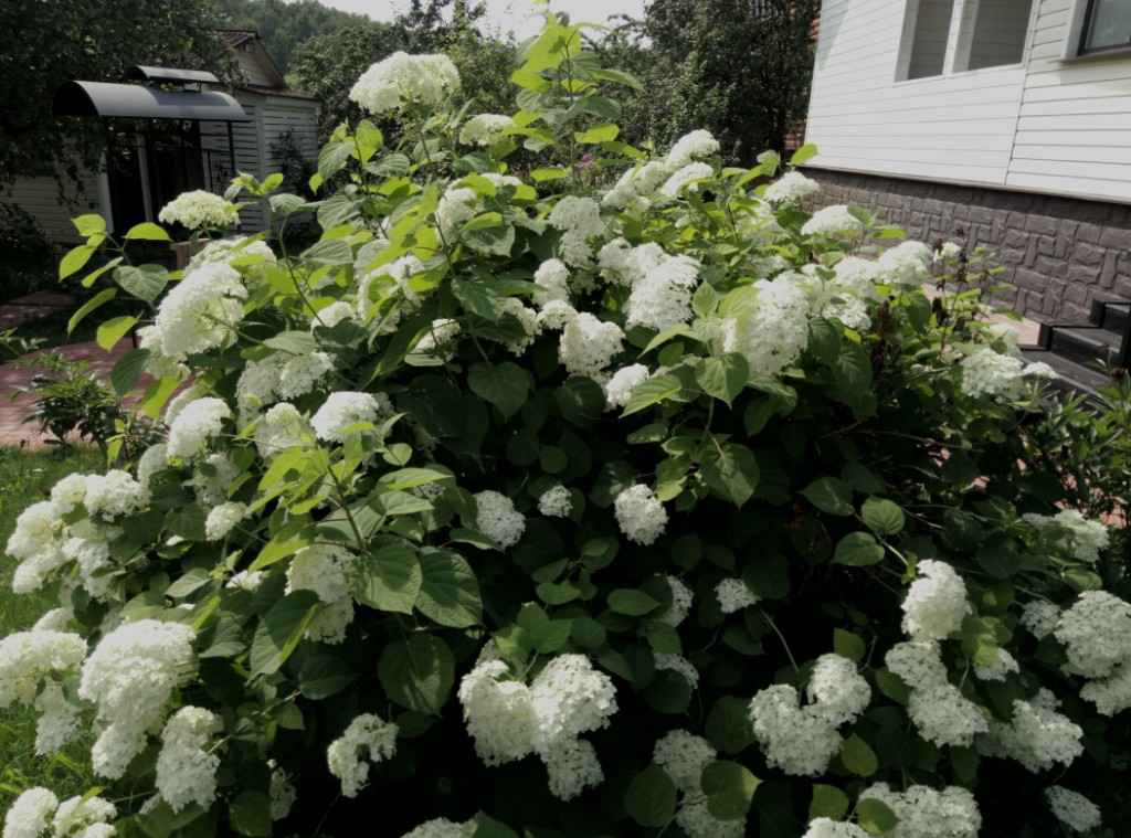 Дача, 2017, Дневник инвалида Саши