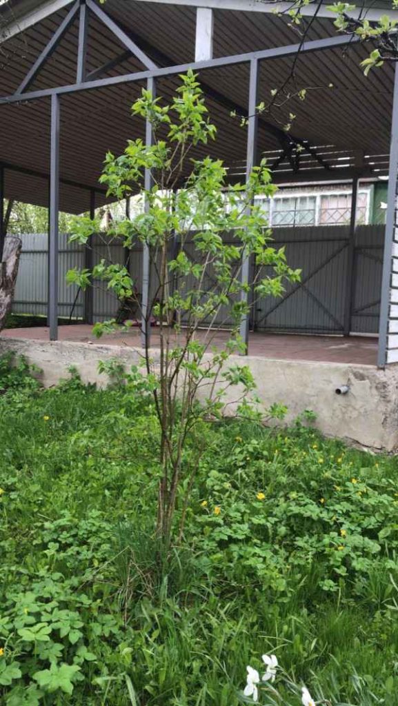 Дача, 2022, Дневник инвалида Саши