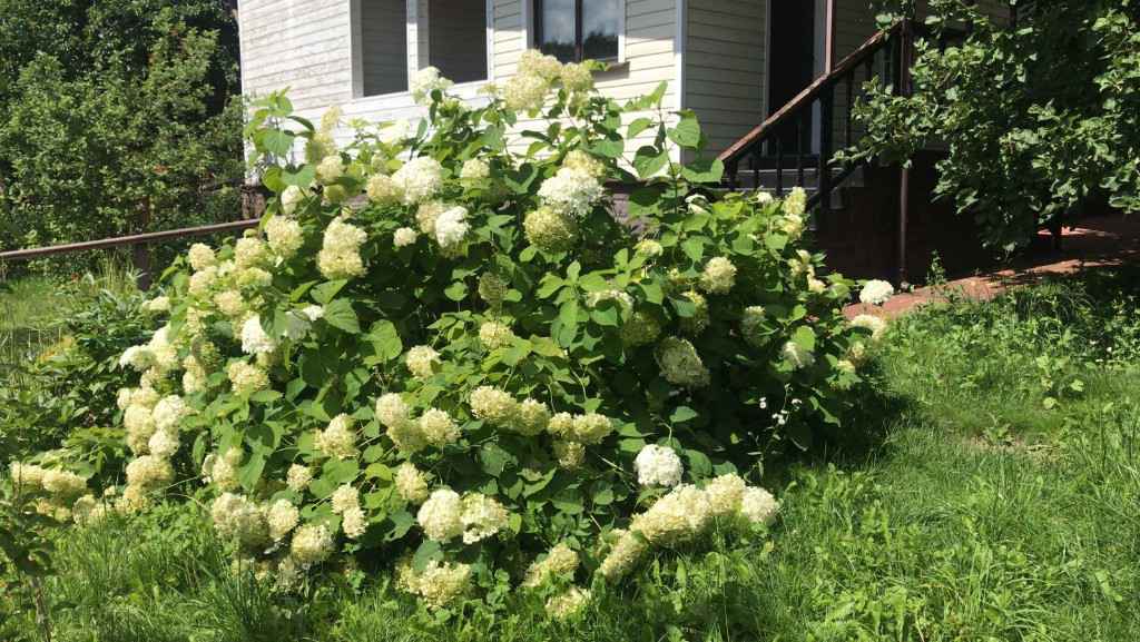 Дача, 2022, Дневник инвалида Саши