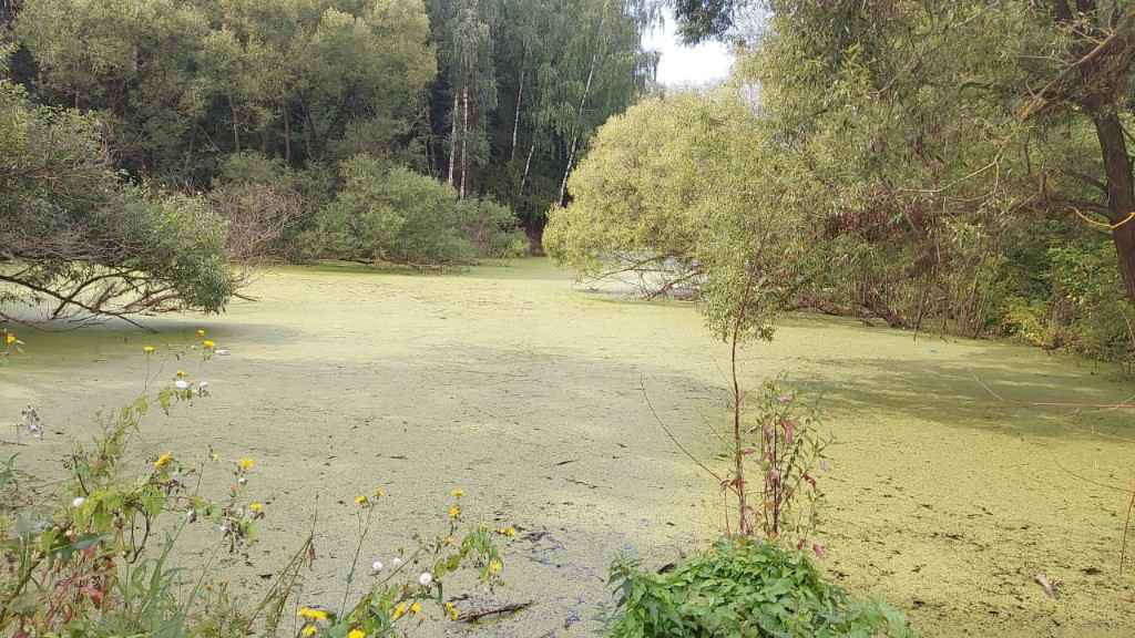 Дача, 2022, Дневник инвалида Саши