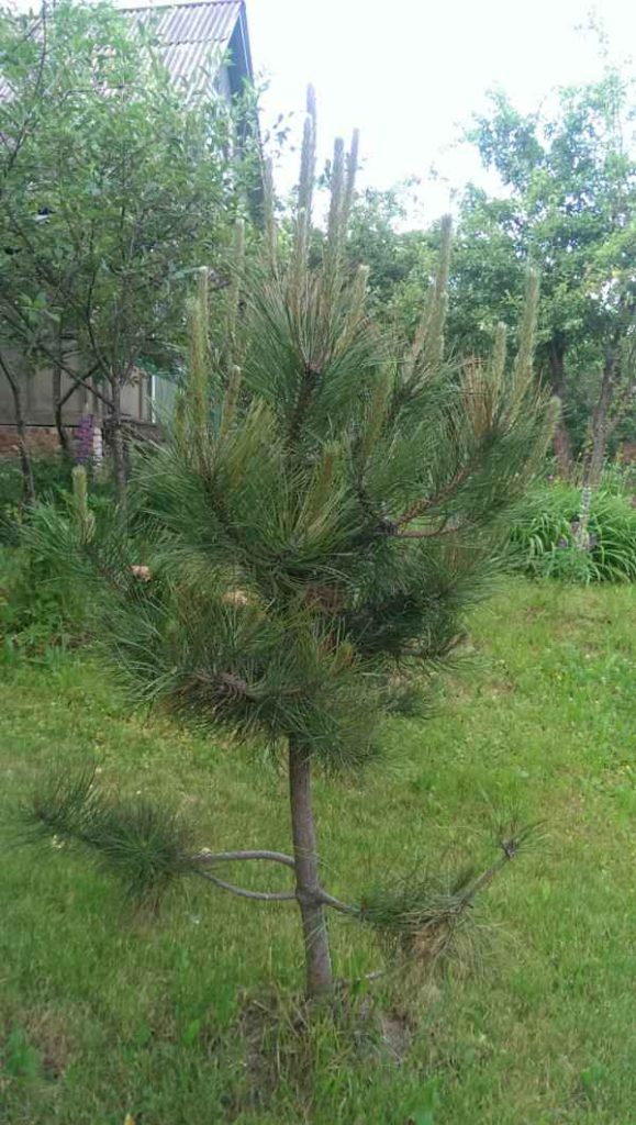 Сосна, 2014, Дневник инвалида Саши