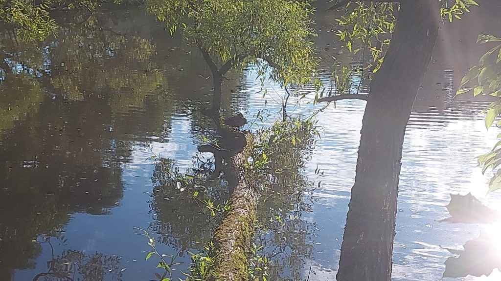 Дача, 2022, Дневник инвалида Саши