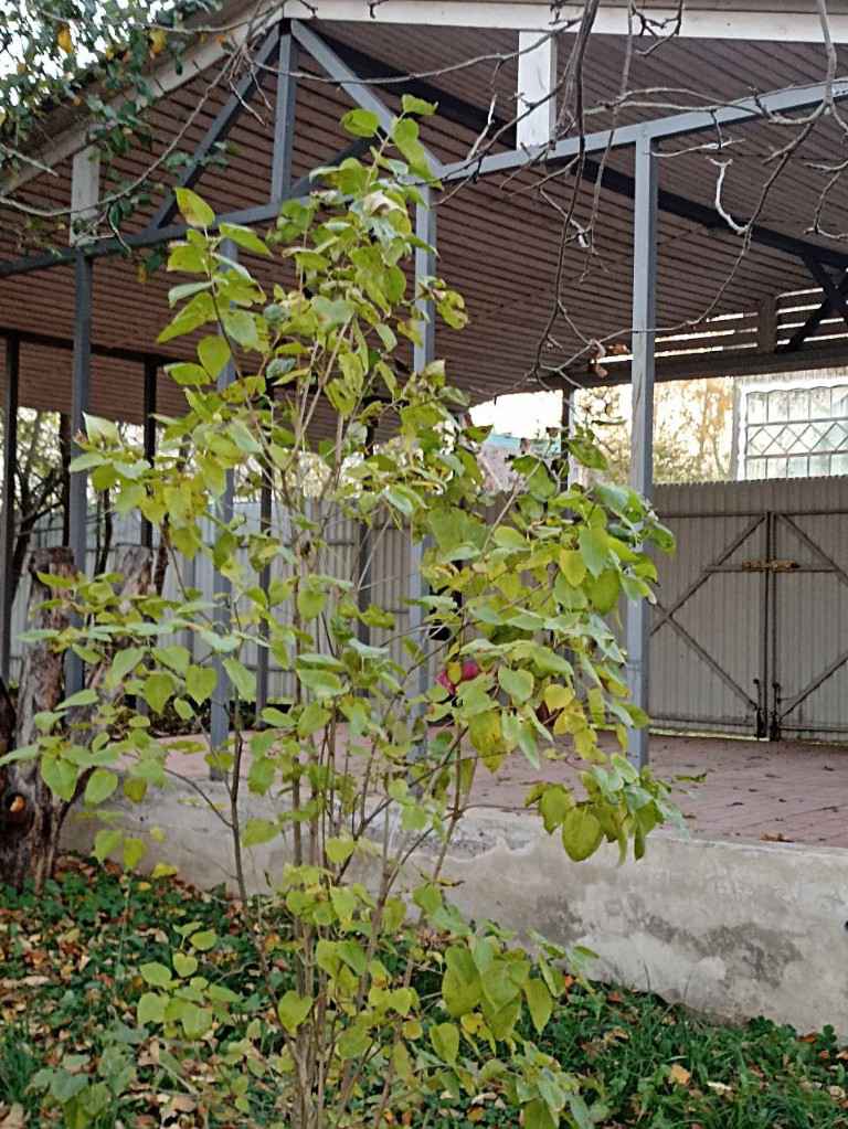 Сирень, 2022, Дневник инвалида Саши