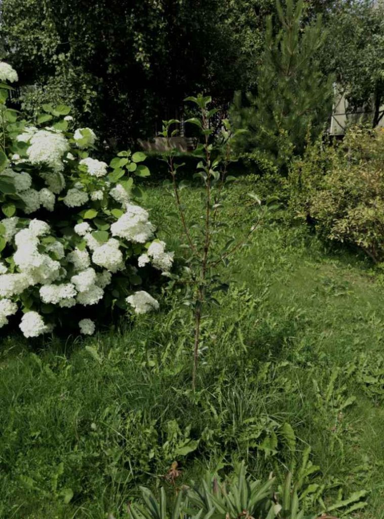 Груша, 2017, Дневник инвалида Саши