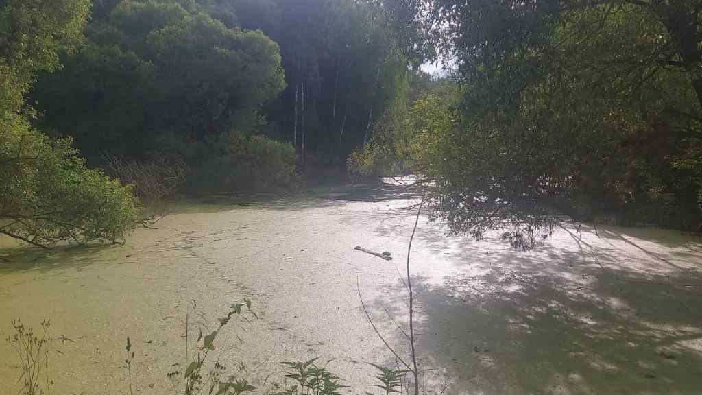 Дача, 2023, Дневник инвалида Саши