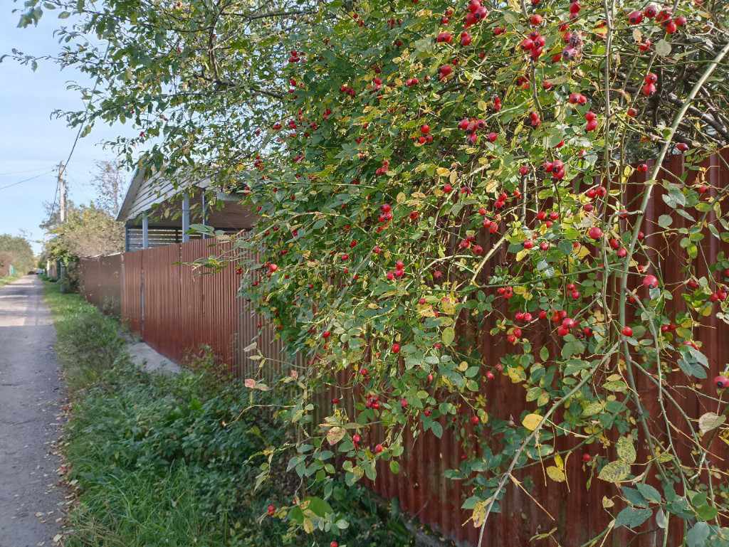 Дача, 2023, Дневник инвалида Саши